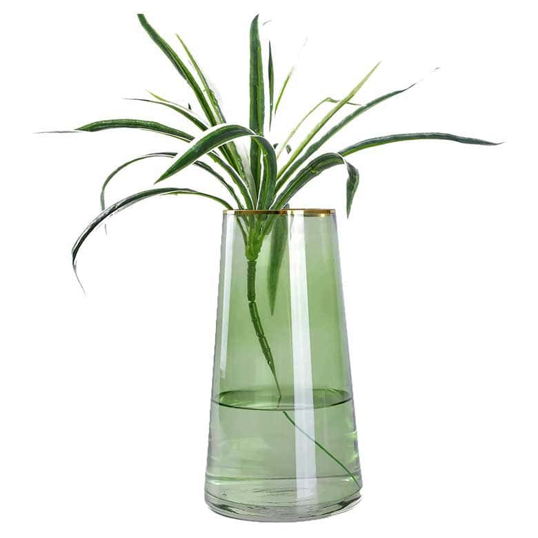 Green plant with long leaves in a transparent green vase filled with water