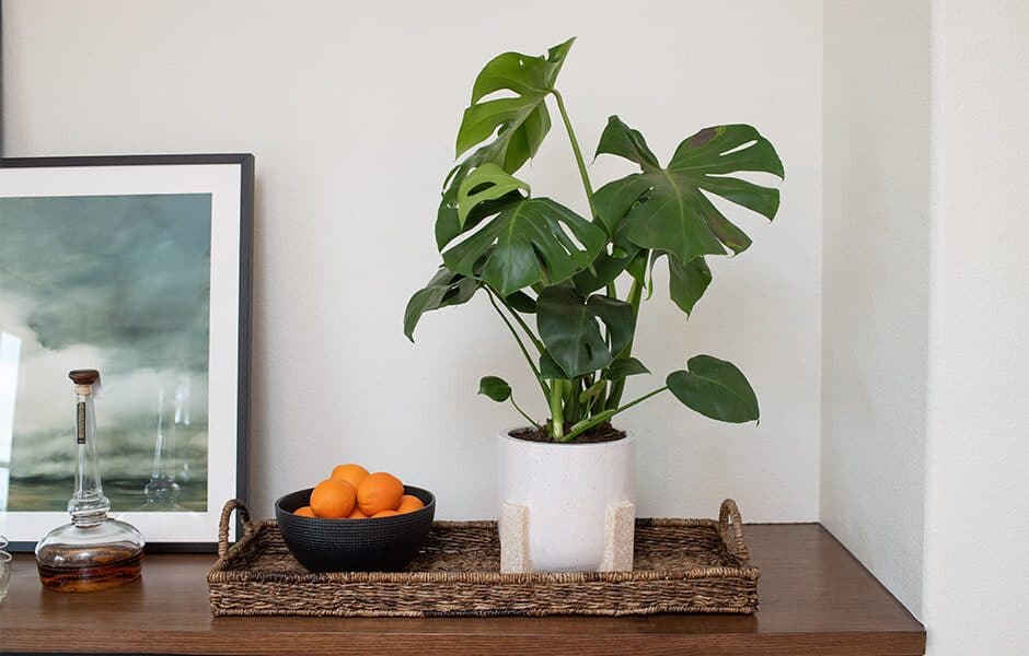 Decorative setup with a monstera plant in a white pot, a bowl of oranges, and framed artwork on a wooden surface