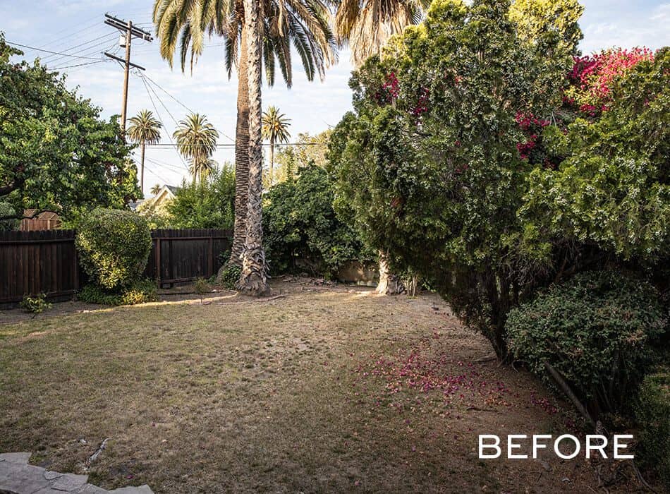 Backyard with dry patchy grass, palm trees, and overgrown bushes