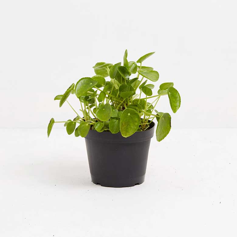 Small green potted plant with round leaves in a black plastic pot