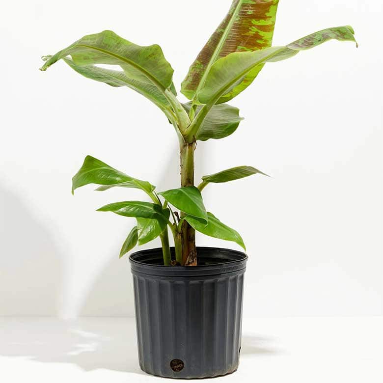 Banana plant in a black plastic pot with broad green leaves and a sturdy stem