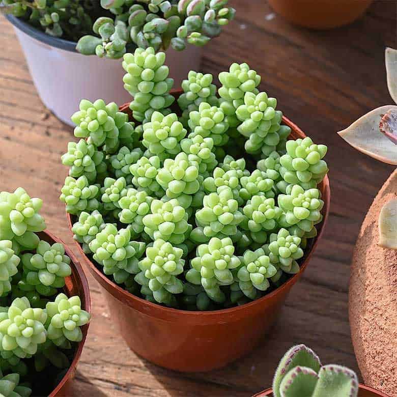 Small potted succulent with clusters of plump, light green leaves shaped like tiny beads