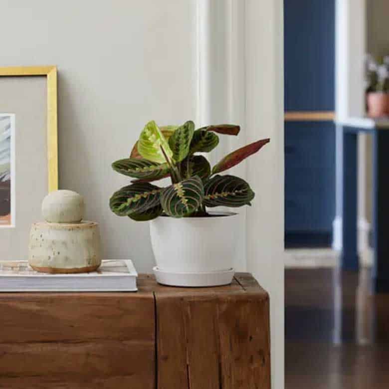 Potted prayer plant with dark green oval leaves featuring light green patterns and red undersides