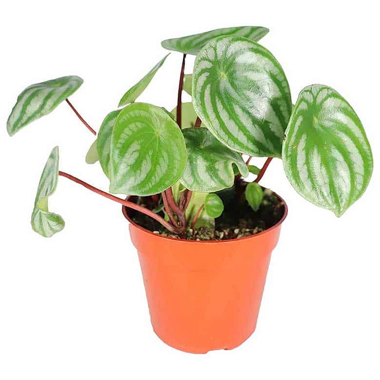 Potted plant with round green leaves featuring silver stripes and red stems