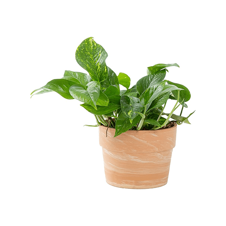 Green pothos houseplant in a terracotta pot with marbled texture
