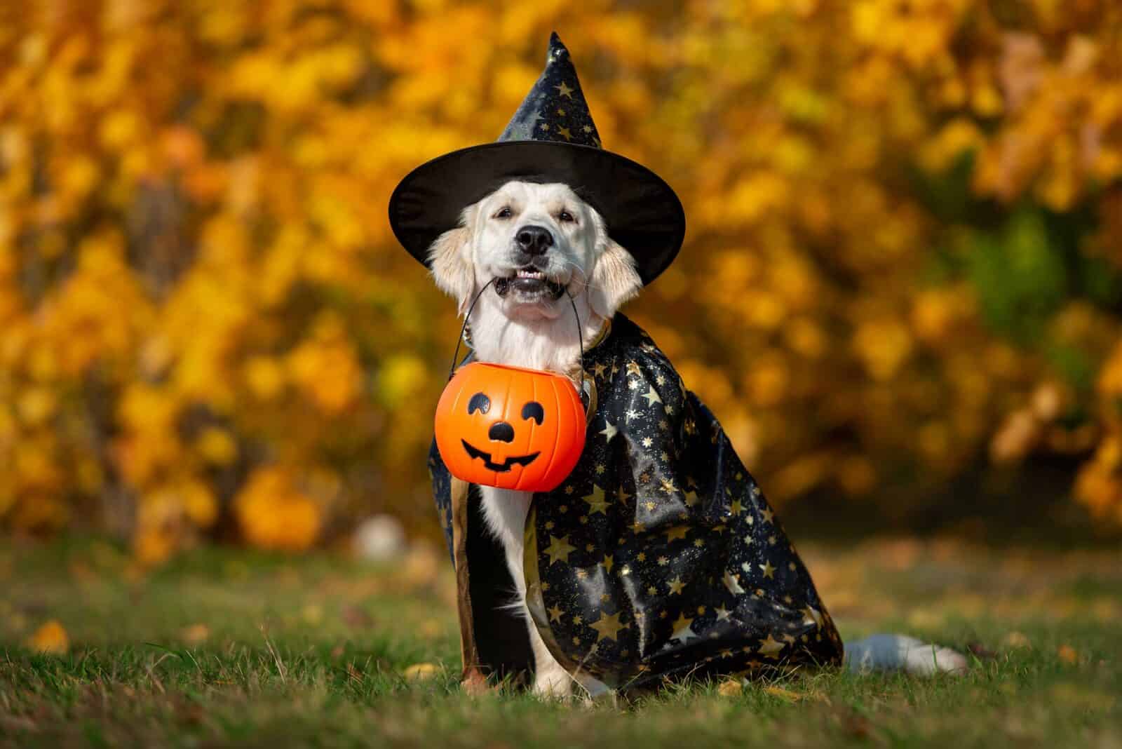 26 of the Cutest Pet Halloween Costumes for Your Cats and Dogs