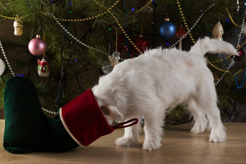 White dog with its head inside a Christmas stocking near a decorated tree