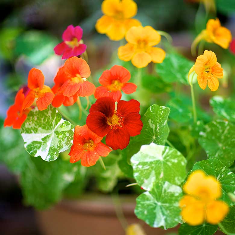 Nasturtiums