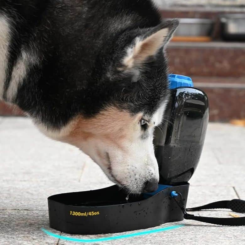 Dog drinking water from a portable pet water bottle with an attached bowl