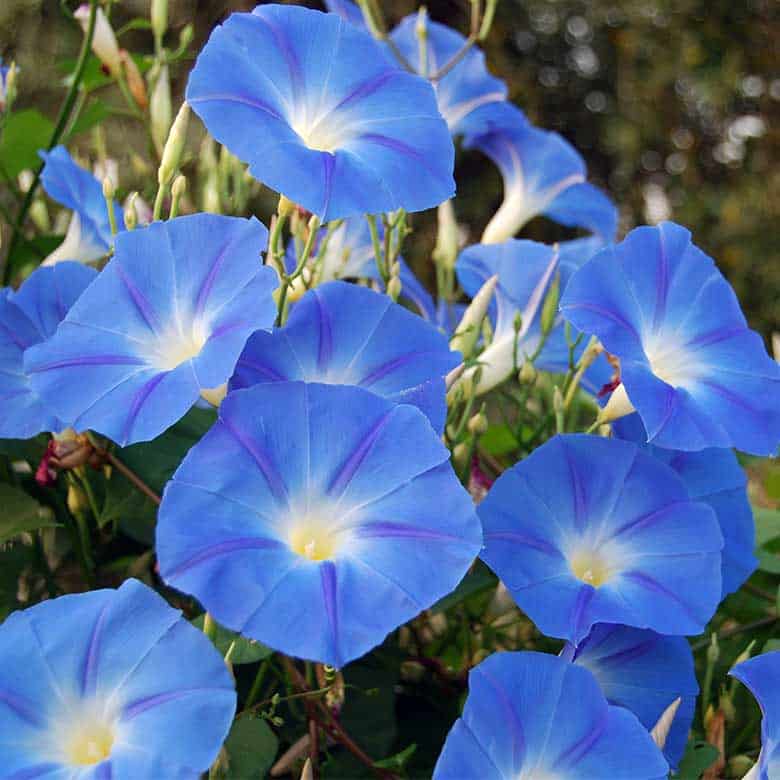 morning glory flowers