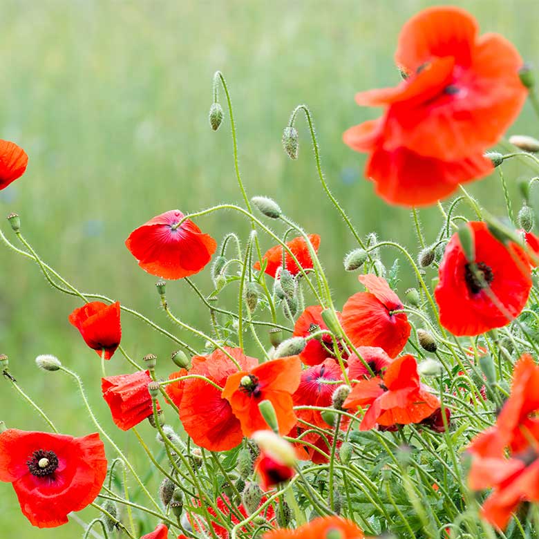 red poppies