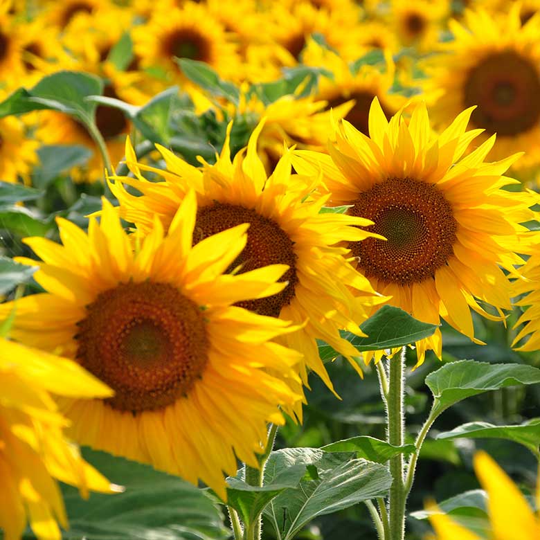 Close-up of vibrant yellow sunflowers blooming in a sunny field.