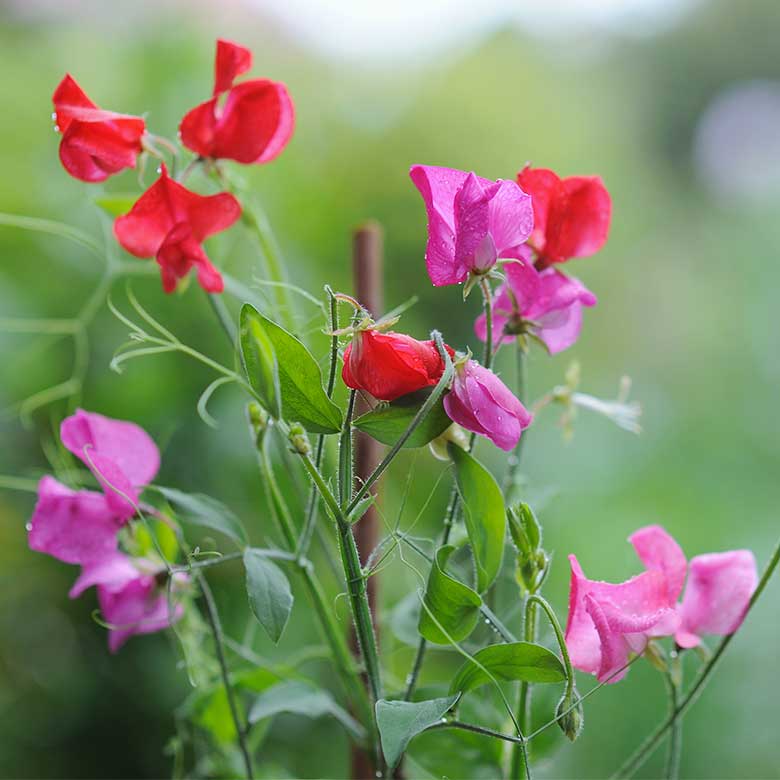 sweet peas