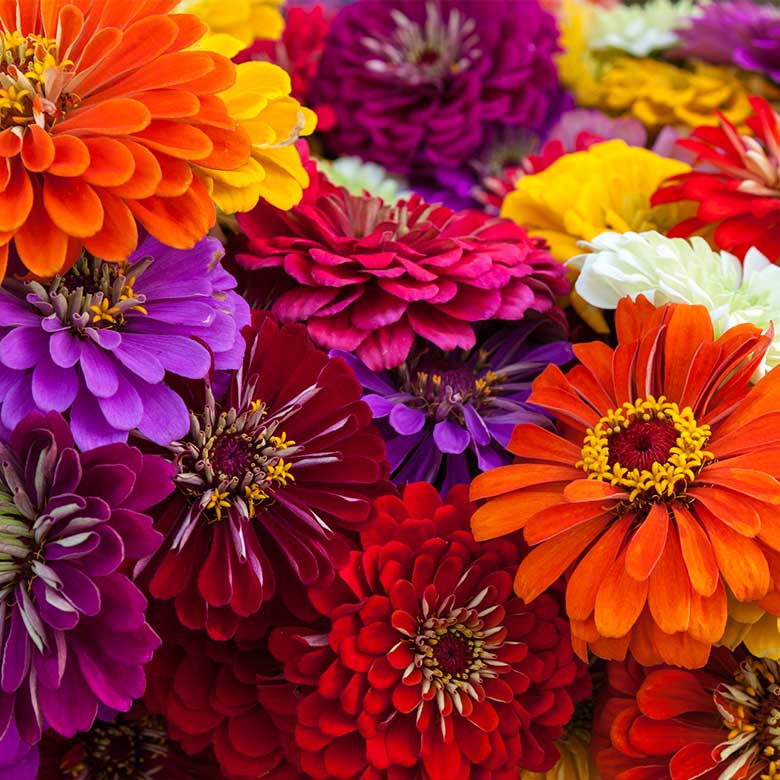 zinnias
