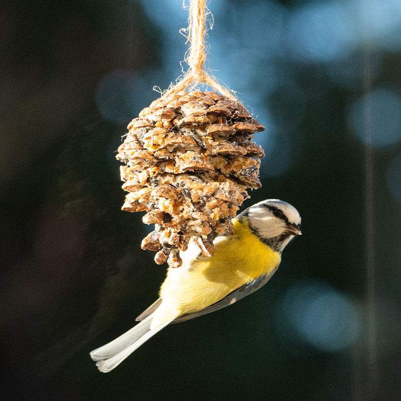 diy pinecone bird feeder