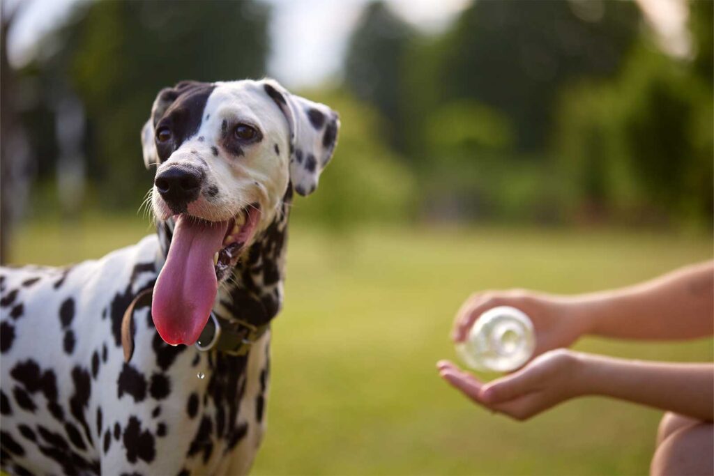 Dalmatian dog panting outdoors while a person offers water from a small bottle.