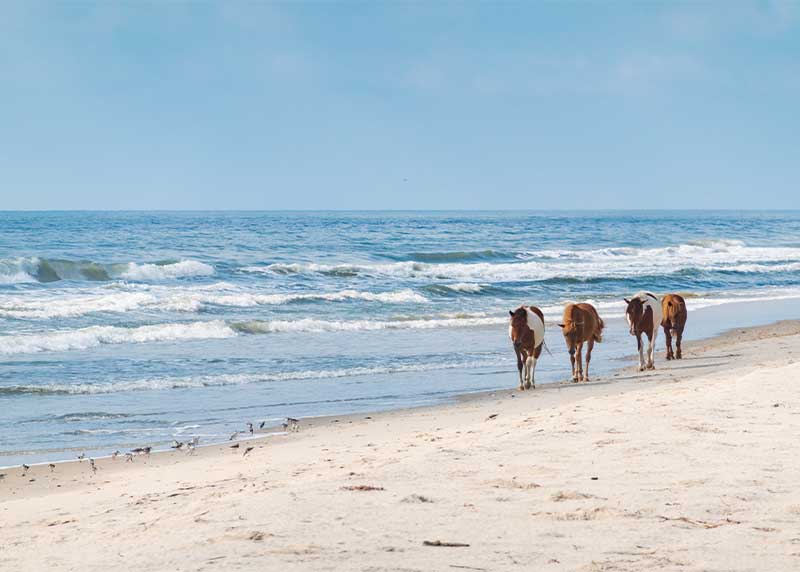 assateague island maryland