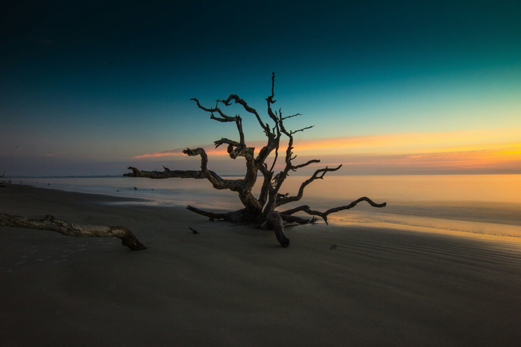 driftwood beach on jekyll island, georgia