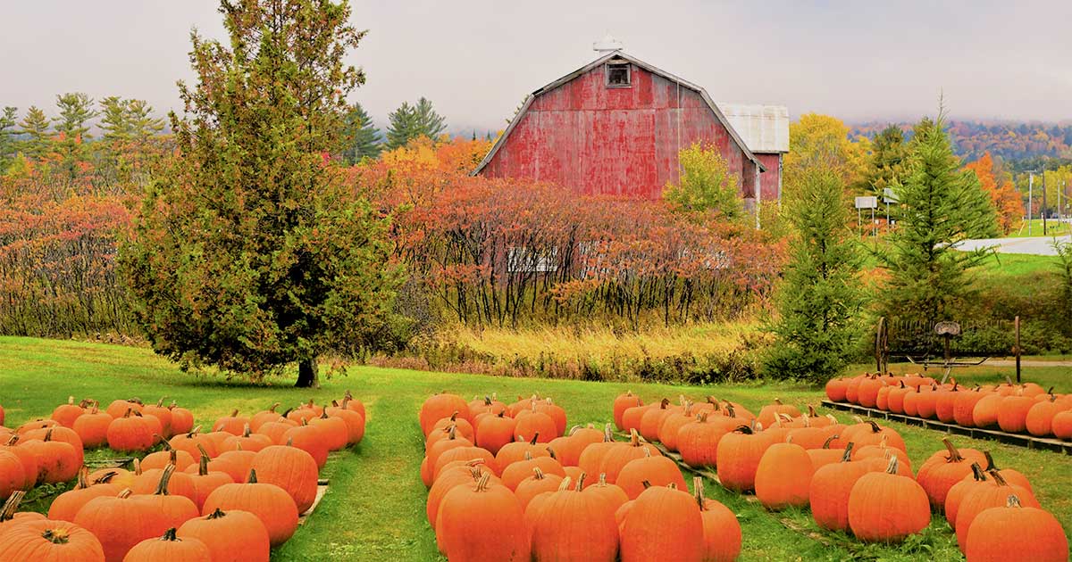 Is Pumpkin a Fruit? An Investigation