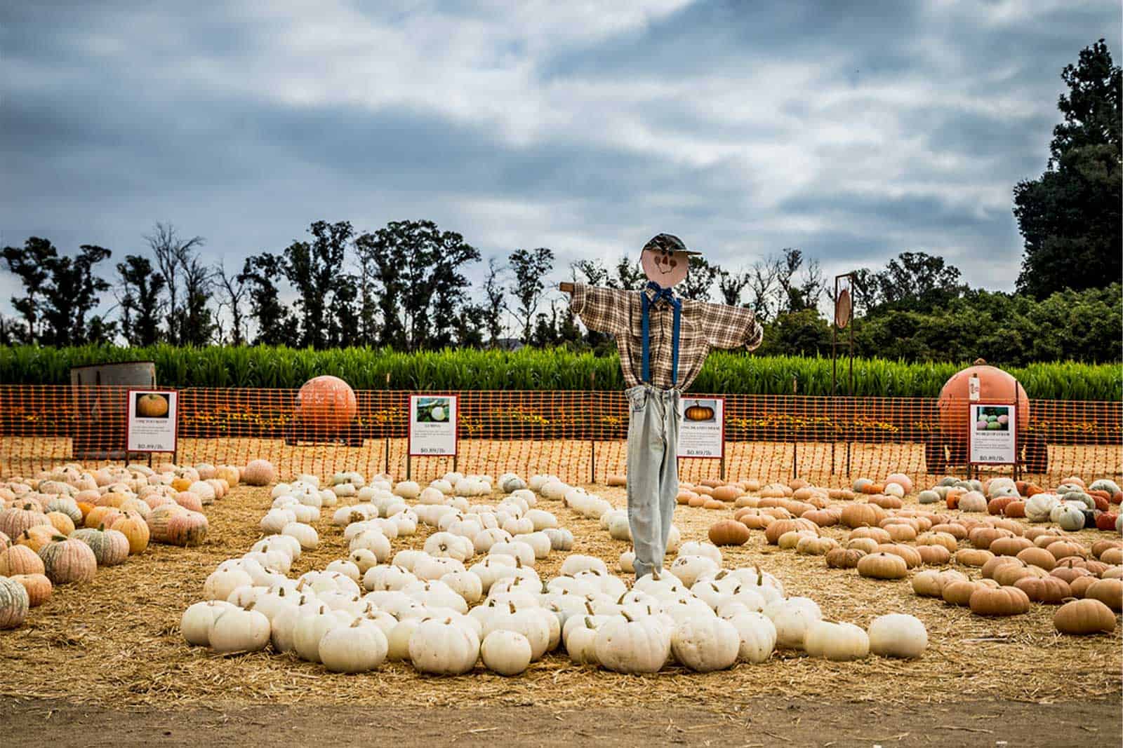 best harvest festivals