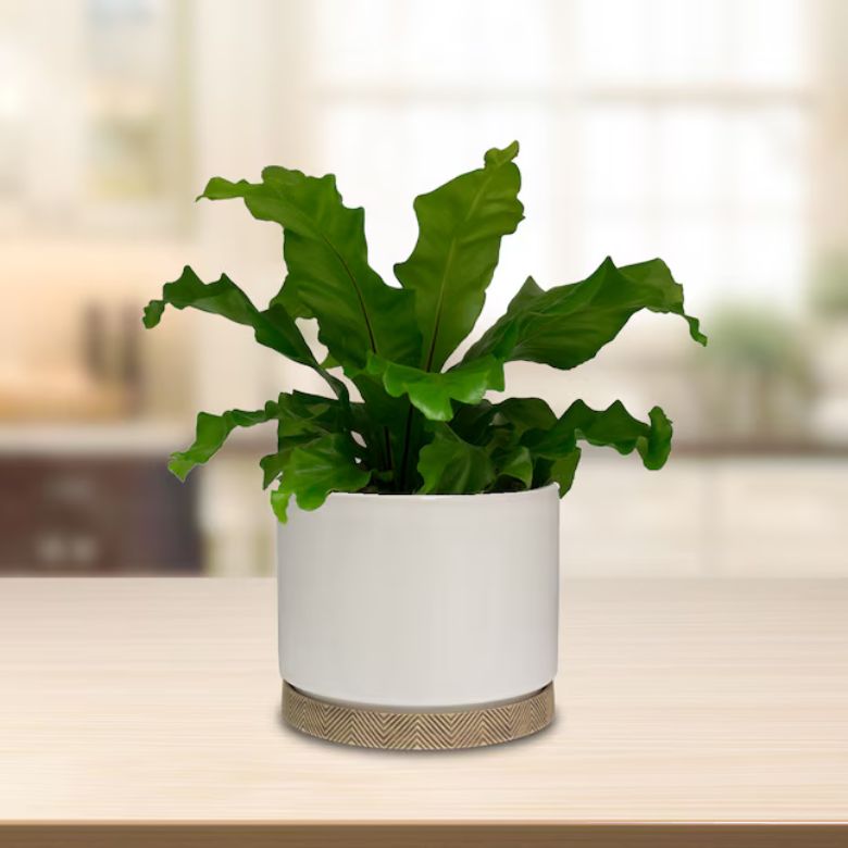 greenery inside white planter pot