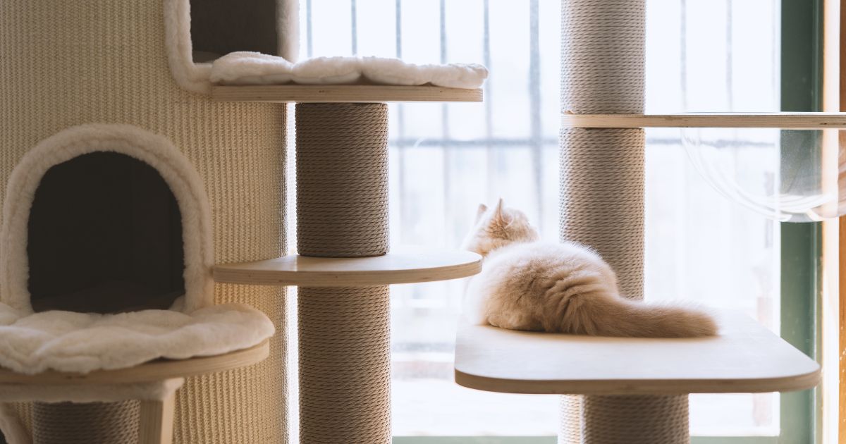 cute cat lounging on the best cat trees inside their home
