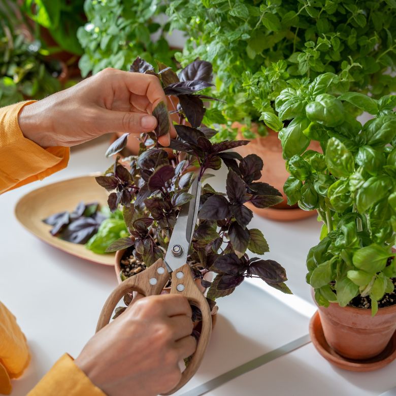 set of hands tending to potted herbs