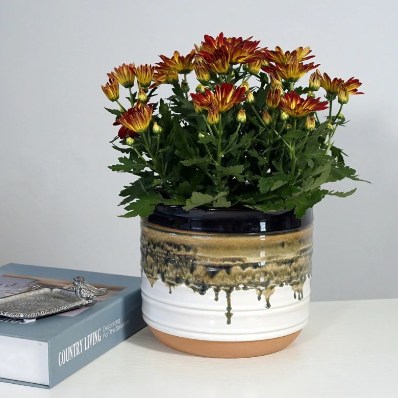 flowers inside ceramic planter pot