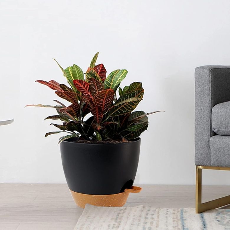 multicolored plant inside black planter pot