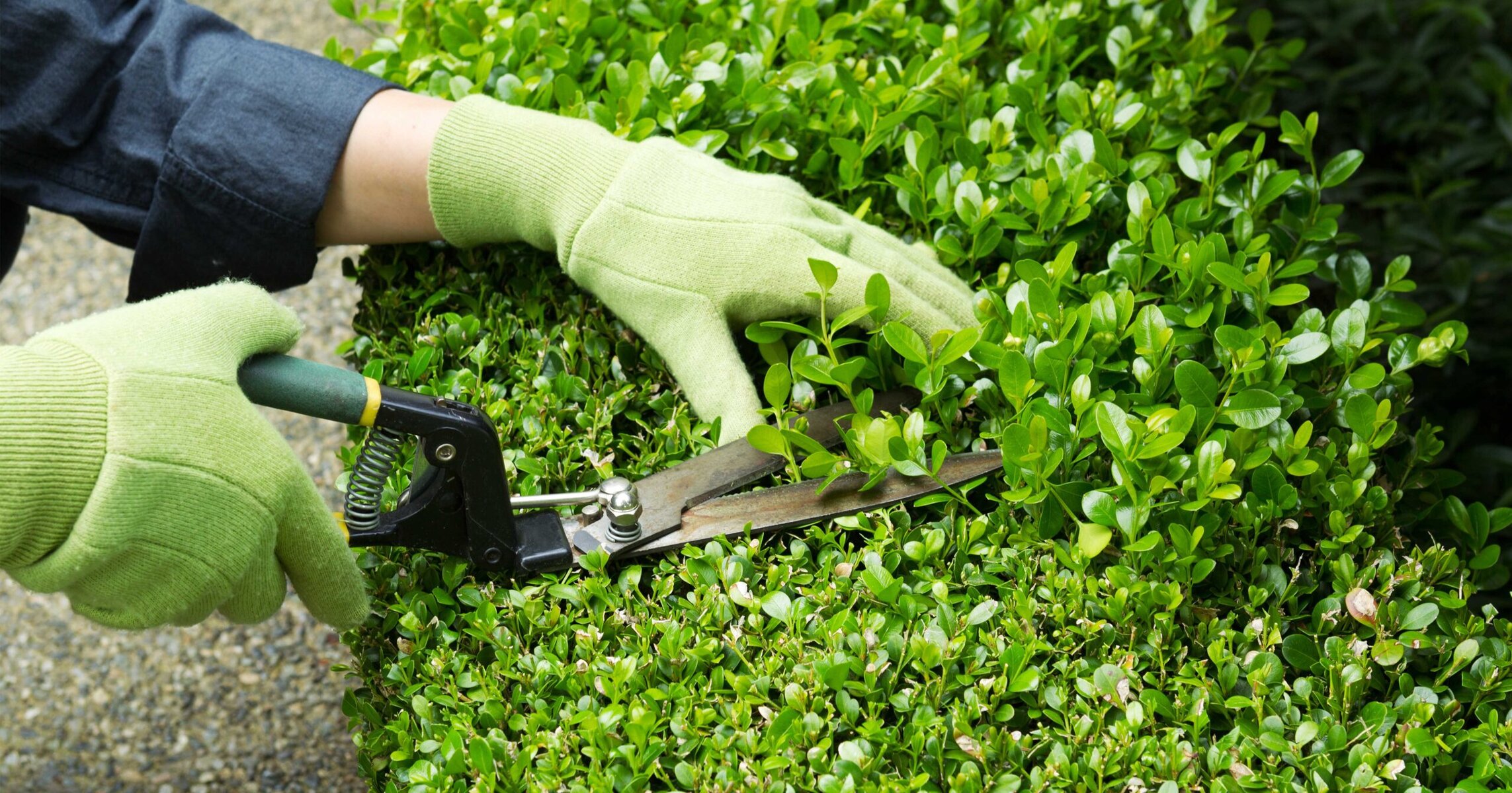 how to trim bushes