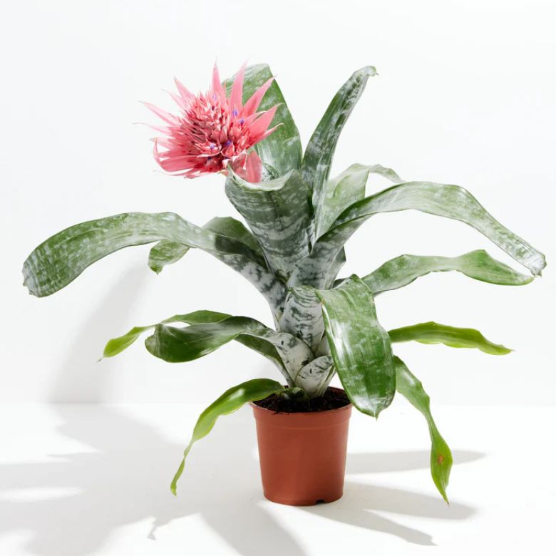 Pink Aechmea Bromeliad