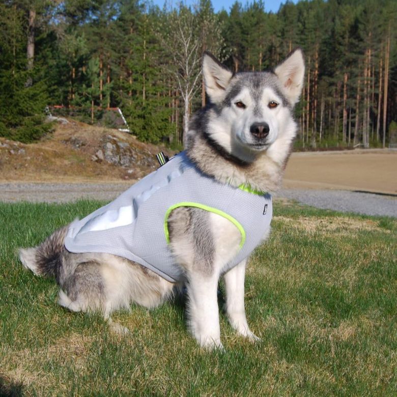 Husky Wearing Cooling Dog Vest Harness