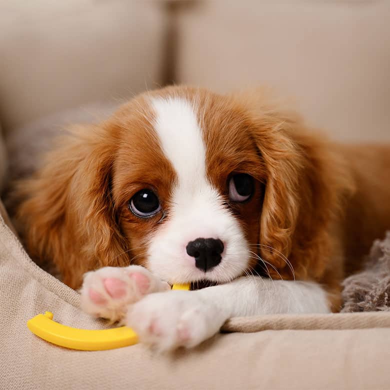 new puppy photo