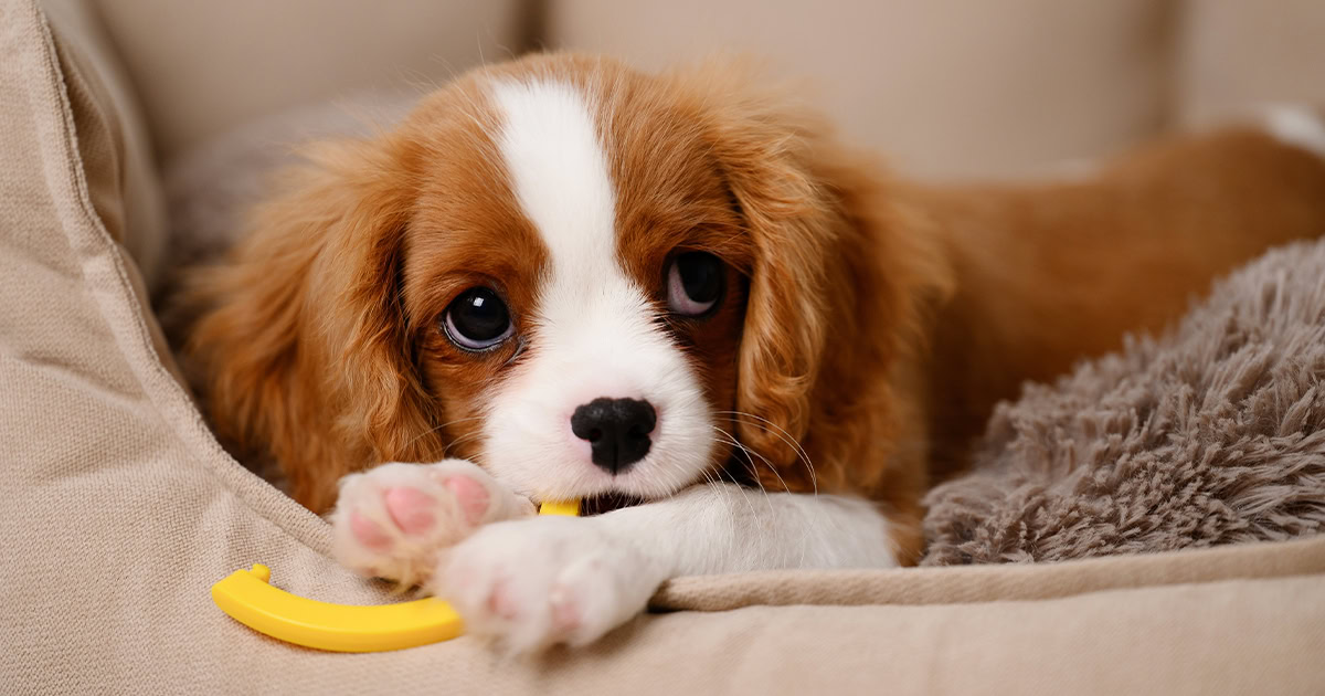 new puppy checklist with sweet dog in a dog bed