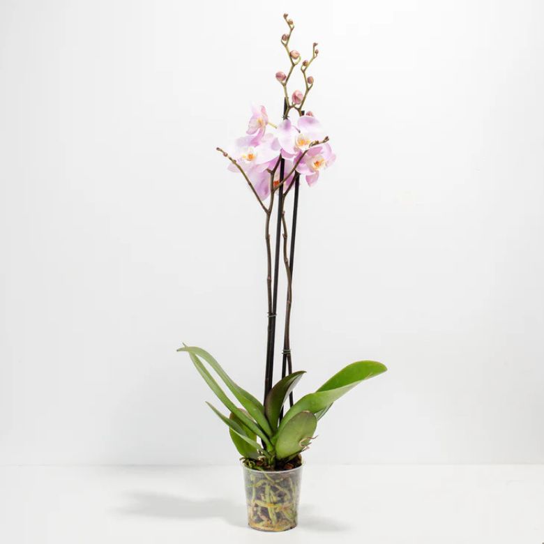 Pink Phalaenopsis Orchid