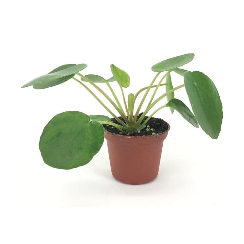 chinese money plant