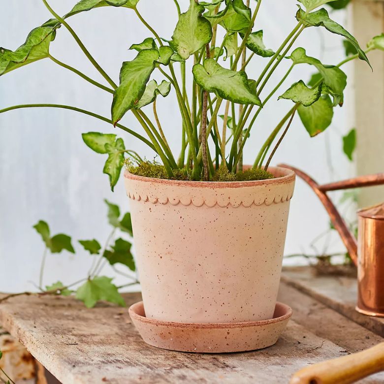 Scalloped Terracotta Pot + Saucer Set
