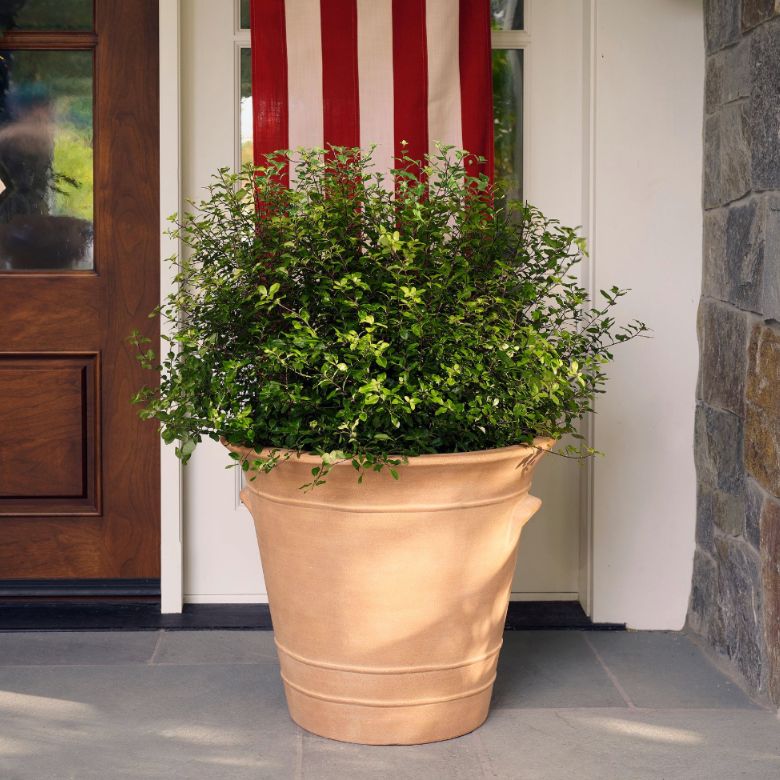 Terracotta planter with a White washed finish
