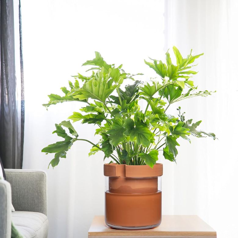 Self-Watering Terracotta Clay Pot with Glass Reservoir