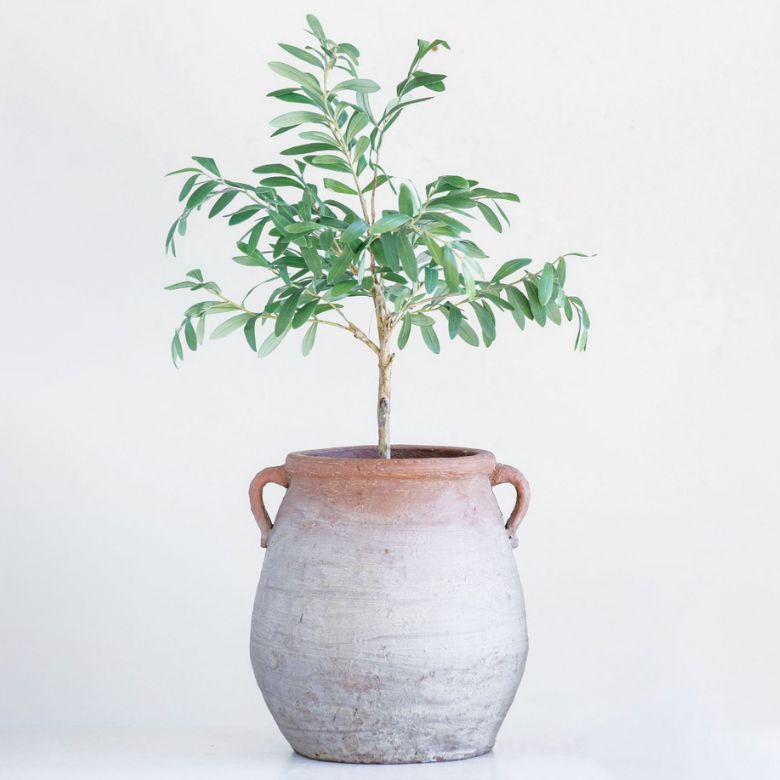 Terracotta Urn Planter
