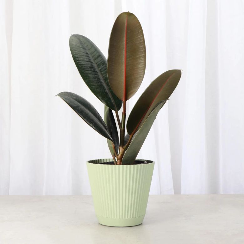 burgundy rubber plant in green planter