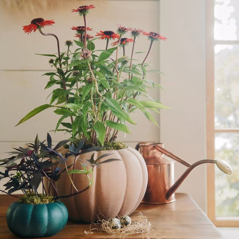 ceramic pumpkin planter
