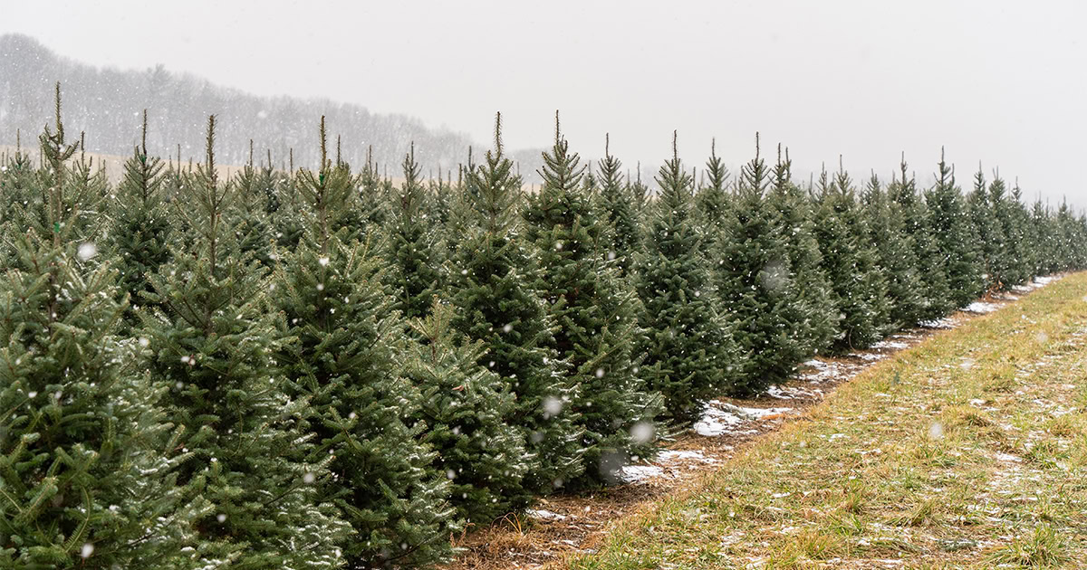 real christmas trees info