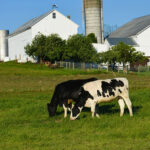 $301K grant funds H5N1 vaccine for dairy herds