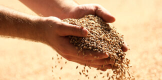 5 Key trends influencing animal feed and pet food production in 2024