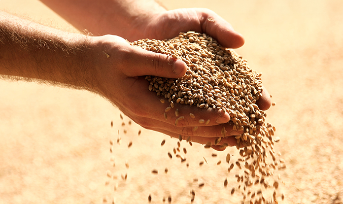 5 Key trends influencing animal feed and pet food production in 2024