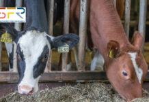 SFR: A good growth before weaning positively influences milk production