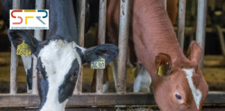 SFR: A good growth before weaning positively influences milk production