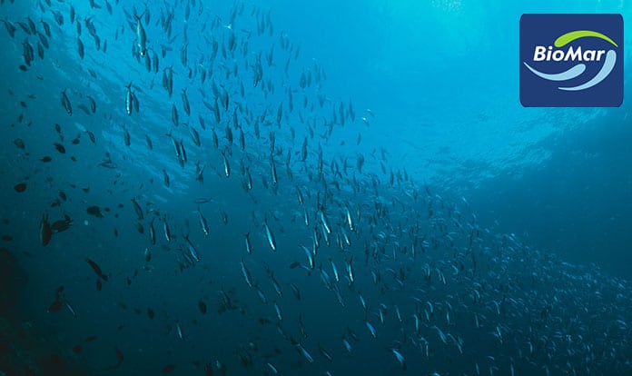 A new RAS feed concept for marine nurseries from BioMar