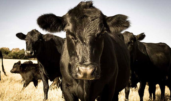 A versatile probiotic for dairy and beef cattle: Bovacillus™